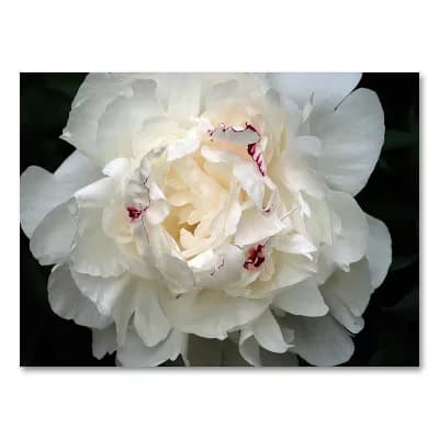 Perfect Peony 16" x 24" Canvas Wall Art by Kurt Shaffer