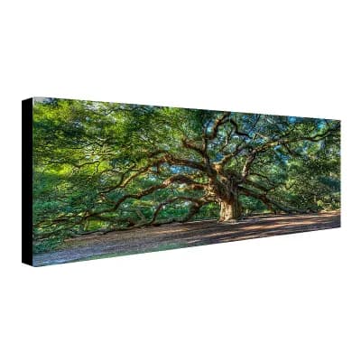 "Angel Oak Charleston" Canvas Wall Art