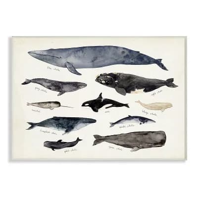 Stupell Home Decor Nautical Chart of Whales Ocean Plaque Wall Art