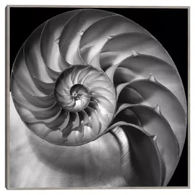 Masterpiece Nautilus 2 Framed Wall Art