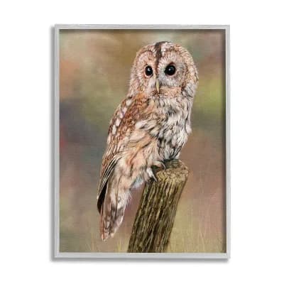 Stupell Home Decor Brown Tawny Owl Perched Painting Framed Wall Art