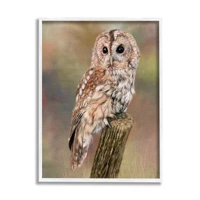 Stupell Home Decor Brown Tawny Owl Perched Painting Framed Wall Art