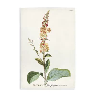 Stupell Home Decor Scientific Botanical Plant Plaque Wall Art