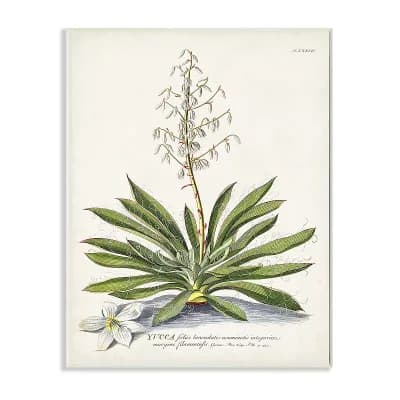 Stupell Home Decor Botanical Plant Illustration Ferns Vintage Design Plaque Wall Art