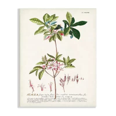 Stupell Home Decor Botanical Plant Illustration Pink Flowers Vintage Design Plaque Wall Art