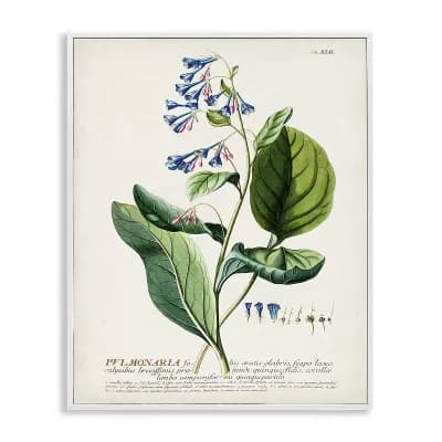 Stupell Home Decor Botanical Blue Flowers Vintage Design Framed Wall Art