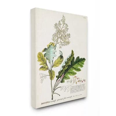 Stupell Home Decor Vintage Botanical Canvas Wall Art