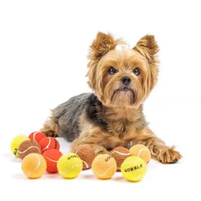 Midlee Thanksgiving Gobble Dog Tennis Balls - Set Of 12