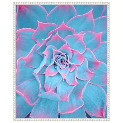 Blue and Pink Succulent by Tom Windeknecht Framed Canvas Wall Art Print