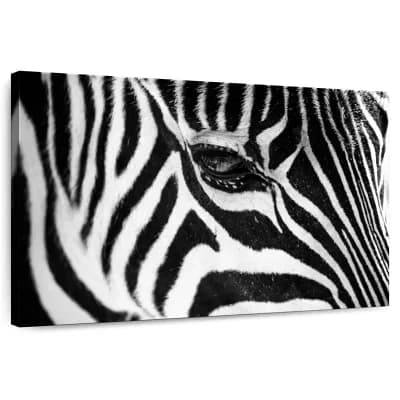 Zebra Eye Wall Art