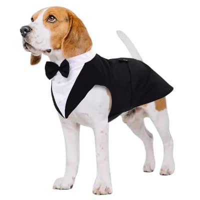 Bow Tie Dog Suit Set