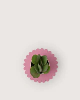 Crest Merino Wool 10" Trivet